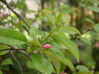 Magnolia blossoms in the park of a subtropical city. Pink magnolia petals on a branch on a sunny spring day against a background of green leaves. Large fragrant flowers and buds of an evergreen tree.