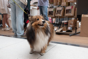 Red dog Sheltie on a leash in the trading floor