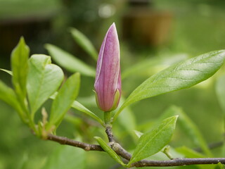 Magnolia blossoms in the park of a subtropical city. Pink magnolia petals on a branch on a sunny spring day against a background of green leaves. Large fragrant flowers and buds of an evergreen tree.