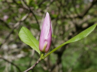 Magnolia blossoms in the park of a subtropical city. Pink magnolia petals on a branch on a sunny spring day against a background of green leaves. Large fragrant flowers and buds of an evergreen tree.