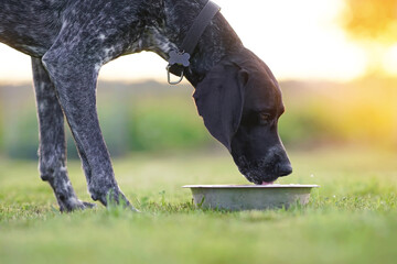 Black and white Greyster dog with a black collar posing outdoors drinking a water from a pet metal bowl placed on a green grass on sunset in summer
