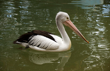 Australian Pelican (Pelecanus conspicillatus)
