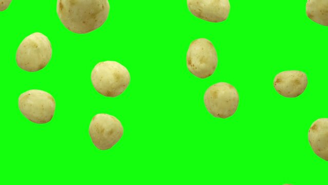 Potatoes are falling into transparent space on green screen background. Seamless looped 4K Footage