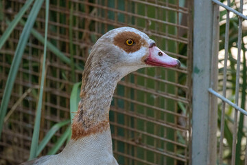 Greylag Goose (Domestic type) Anser anser (Domestic type)