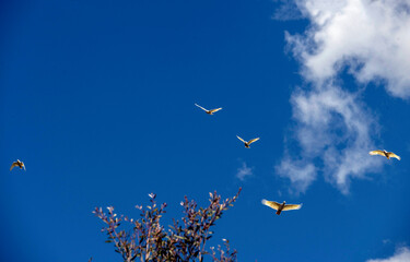Little Corella (Cacatua sanguinea)