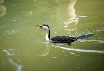 Little Pied Cormorant (Microcarbo melanoleucos)