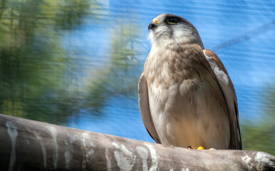 Nankeen Kestrel (Falco cenchroides)