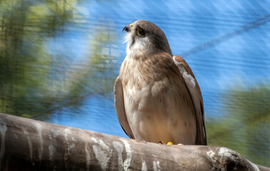 Nankeen Kestrel (Falco cenchroides)