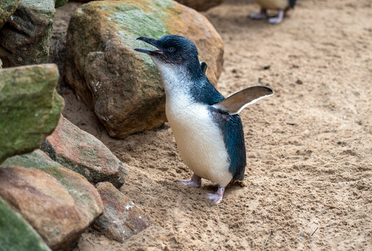 Little Blue Penguin ( Eudyptula minor)