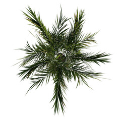 Top view tree (Young Butterfly Palm Areca tree 3 ) png