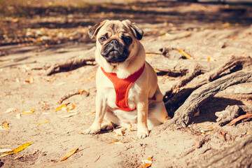 Portrait of cute pug puppy, outdoors. Healthy and active pet