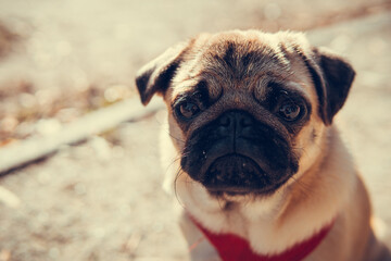 Portrait of cute pug puppy, outdoors. Healthy and active pet