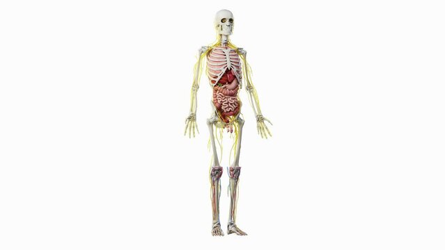 3d rendered animation of  the human anatomy