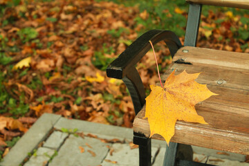 Close Up yellow orange fallen maple leaf on bench in the park city town. Natural foliage. Fall concept. Autumn mood. Nature background. Autumn wallpaper. Sunny autumn day. Copy space. Space for text