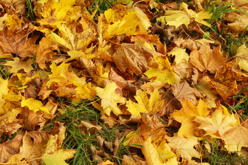 Close Up yellow orange fallen maple leaf leaves on green grass in the park forest. Natural foliage. Fall concept. Autumn mood. Nature background. Autumn wallpaper. Sunny autumn day.