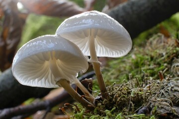 Beautiful white forest mushrooms - Mucidula mucida, Oudemansiella mucida, commonly known as...
