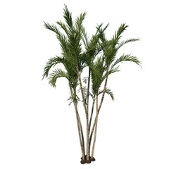 Front view tree ( Butterfly Palm Areca tree 1 ) png