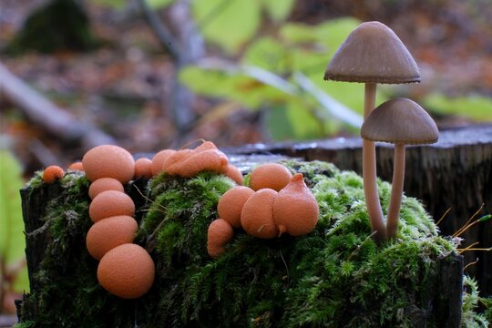 Amazing pink slime mold Lycogala epidendrum - slime molds are interesting organisms between mushrooms and animals. And two little mushroom next to it.