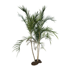 Obraz na płótnie Canvas Front view tree (Young Butterfly Palm Areca tree 1 ) png