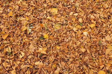 11 October 2022. Forres, Moray, Scotland. This is and area of Grant Park in Forres where the trees leaves are changing colour and falling.