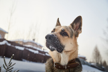 Dog German Shepherd outdoors in a winter day. Russian guard dog Eastern European Shepherd in village in cold time with snow