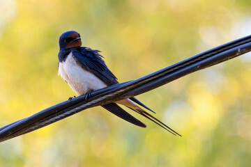 Dymówka, jaskółka dymówka (Hirundo rustica) © Grzegorz
