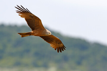 Kania czarna, kania brunatna (Milvus migrans)