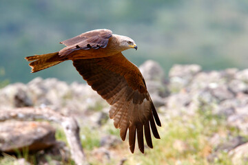 Kania czarna, kania brunatna (Milvus migrans) © Grzegorz