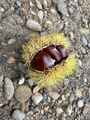 chestnut on the table
