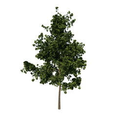 Front view tree ( Young Gingkgo Biloba tree 1 ) png