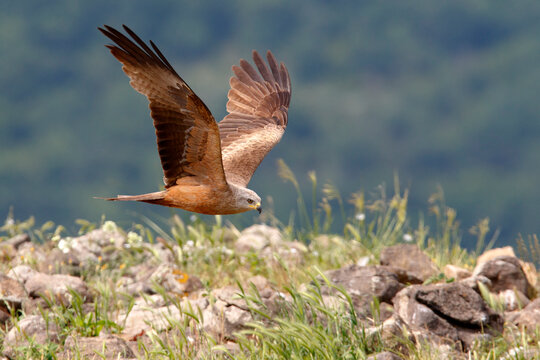 Kania czarna, kania brunatna (Milvus migrans)