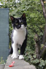Black and white cat in Sarajevo