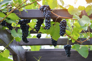 Red varietal wine grape clusters on the vine. Growing grapes on a pergola. Concept of home...