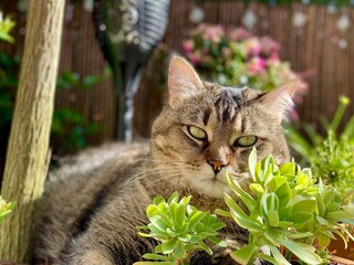 cat on the grass