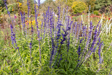 purple sprigs of lavender in the garden. natural flower background.	
