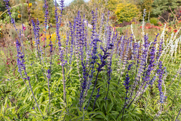 purple sprigs of lavender in the garden. natural flower background.	
