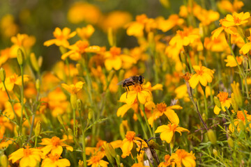 natural floral background, small yellow flowers on the field.  a bee pollinates a flower.