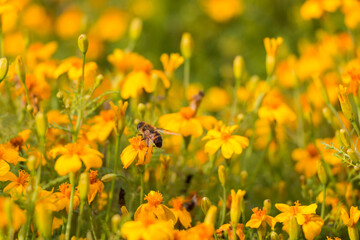 natural floral background, small yellow flowers on the field.  a bee pollinates a flower.