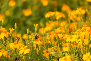 Obraz premium natural floral background, small yellow flowers on the field. a bee pollinates a flower.