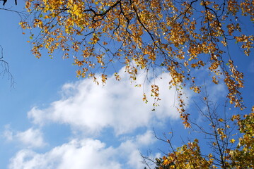 Long branches with yellow foliage. A bottom-up look at the large long black branches of trees growing nearby. They have yellow and brown leaves that fall off.