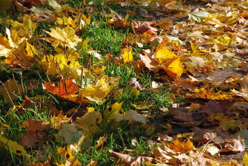 Obraz premium Yellow leaves on green grass. Autumn sunny day on the green short grass are fallen yellow, brown and red leaves of trees. Leaves covered the ground in a continuous carpet.