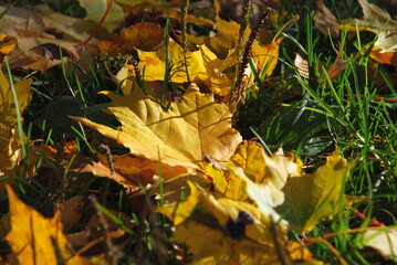 Yellow maple leaves on green grass. Autumn sunny day on the green low grass lie yellow, brown and red large leaves of trees. The leaves have bright colors and a recognizable texture.