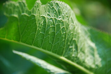 Long broad horseradish leaves. The wide green elongated leaves of the horseradish plant have holes. They are eaten away by insects, leaving small holes. Several leaves grow from one bush.