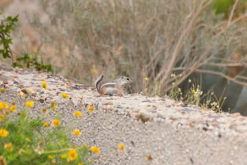 Tiny furry San Joaquin antelope squirrel Ammospermophilus nelsoni searching for ripe berries among the vegetation