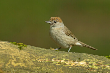Kapturka, pokrzewka czarnołbista, pokrzewka czarnogłowa (Sylvia atricapilla)