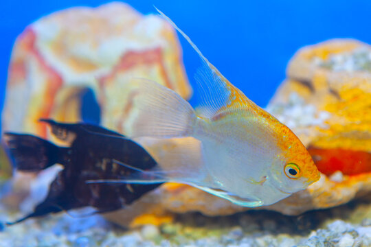 golden angelfish