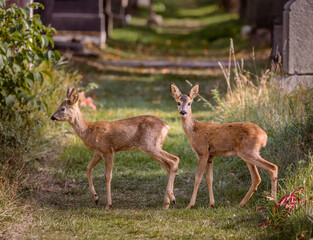young deers in the park
