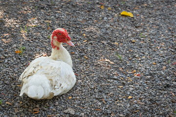 Muscovy duck (Cairina moschata) has red face, showing eyes as they walk and relax on the green grass and rock floor.