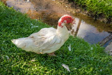Muscovy duck (Cairina moschata) has red face, showing eyes as they walk and relax on the green grass and rock floor.