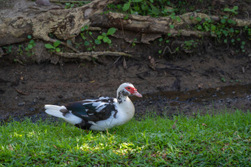 Muscovy duck (Cairina moschata) has red face, showing eyes as they walk and relax on the green grass and rock floor.